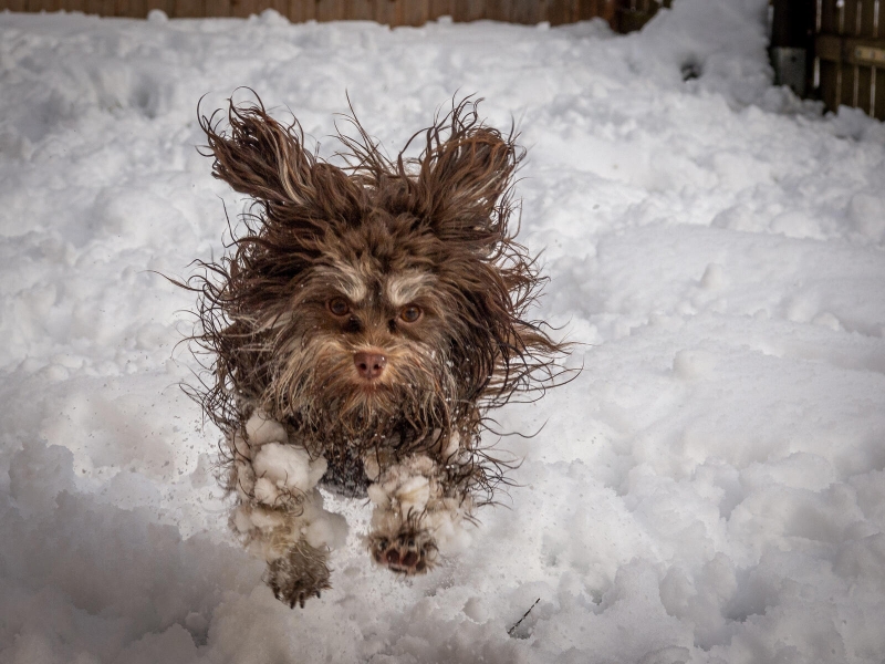 Коты-шпионы и летающие псы: названы финалисты конкурса Comedy Pet Photo Awards