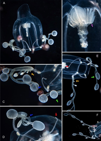 Учёные открыли новый вид крупных медуз у побережья Флориды