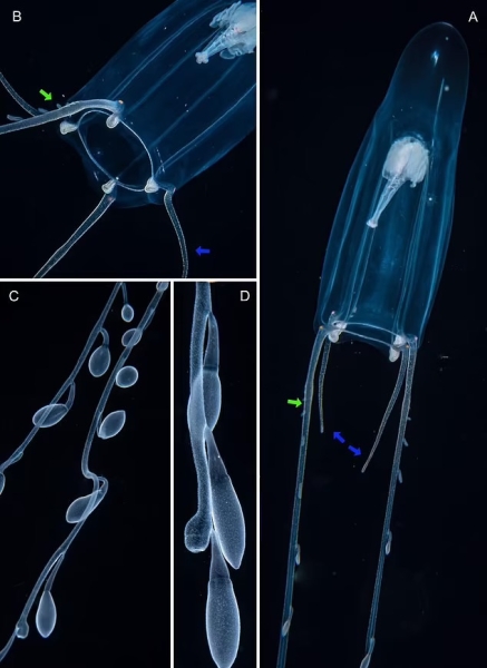 Учёные открыли новый вид крупных медуз у побережья Флориды