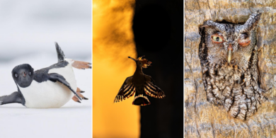 Птички певчие и не только: 16 победителей фотоконкурса Bird Photographer Of The Year 2024